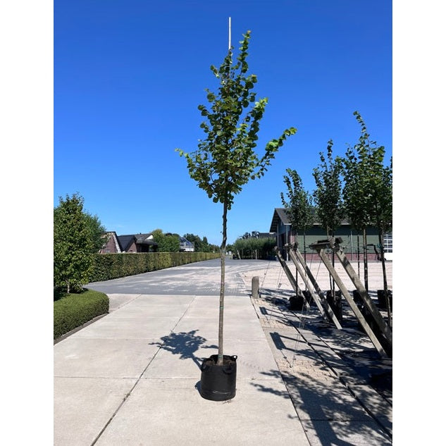 Skogslind - Tilia cordata 'Winter Orange' 12-14 HS,